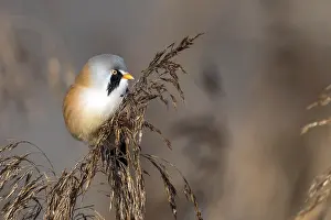 Songbird Germany Drucke: Bearded tit (Panurus biarmicus)