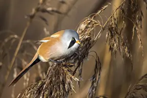 Songbird Germany Drucke: Bearded tit (Panurus biarmicus)
