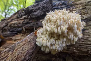 Deserted Forest Scenes Drucke: Bear's head (Hericium coralloides)