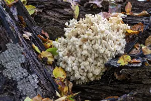 Fungi In Germany Drucke: Bear's head (Hericium coralloides)
