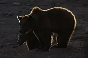 Brown Bear Portrait Drucke: Two bears are silhouetted against a low light setting