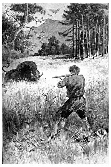 Drucke von Die Bestie, nur verwundet, kehrt zu ihm zurück, antike gravierte Illustration. Jules Verne Cesar Cascabel, 1890 Jules Verne Drucke: Der Tier, nur verwundet, kehrt zu ihm zurück.