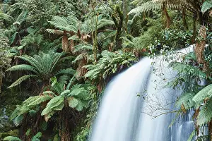 Australian National Parks Drucke: Beauchamp Falls in the rainforest