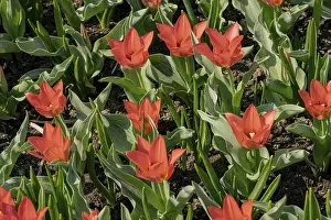 Vibrant Spring Flowers Drucke: A beautiful array of red tulips in full bloom under the sunlight