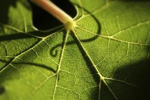 Grapevine Leaves Drucke: Beautiful backlit grape leaf with shadow of vine
