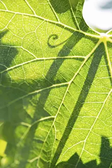 Vine Growing Techniques Drucke: Beautiful backlit grape leaf with shadow of vine