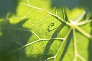 Agricultural Plant Life Drucke: Beautiful backlit grape leaf with shadow of vine