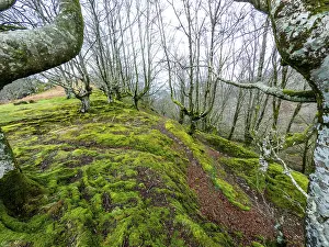 Beech Forest Drucke: Beautiful Beech forest at the top of Mount Adarra