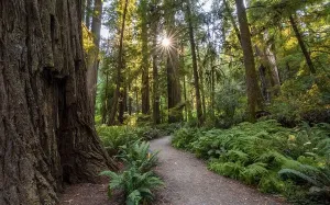 Jedediah Smith Redwoods State Park Drucke: Sunrays shine through trees in the forest