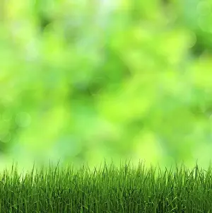 Blurred Greenery Background Drucke: Beautiful Grass on the Blurred Greenery Background