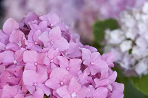 Botany Flowering Plants Drucke: Beautiful hydrangea blossoms close up