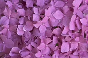 Deserted Botanical Garden Scene Drucke: Beautiful hydrangea blossoms macro