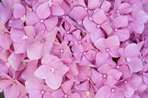 Empty Open Air Blooms Drucke: Beautiful hydrangea blossoms macro