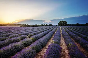 Lavender Fields Drucke: Beautiful image of lavender fields