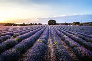 Lavender Fields Drucke: Beautiful image of lavender fields