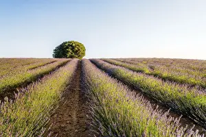 Atmospheric Evening Light Drucke: Beautiful image of lavender fields