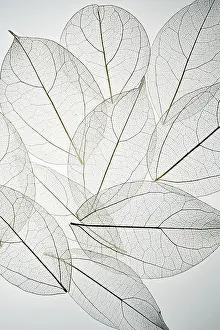 Macro Leaf Photography Drucke: Beautiful image of overlapping leaf skeletons
