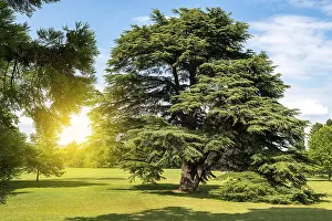 Environmental Protection Images Drucke: A beautiful leafy tree in the field
