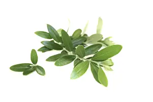 Olive Oil Nutrition Facts Drucke: Beautiful olive branches against a light background