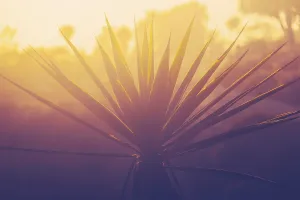 Close Up Nature Photography Drucke: Beautiful Palm Tree Detail At Sunset