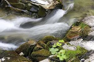 Gerahmter Druck : Schöner Fluss im Wald. Gerahmter Druck : Schöner Fluss im Wald.