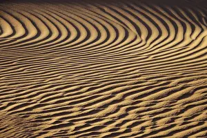 North African Desertscape Drucke: Beautiful sand dune pattern background in wind