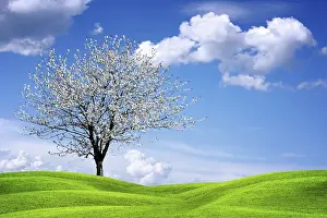 Deserted Forest Clearing Drucke: Beautiful spring landscape