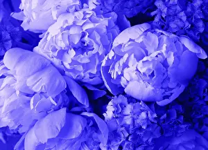 Lovely Flowering Plants Drucke: Beautiful spring pattern background with blue flower