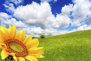 Rural Countryside Scene Drucke: Beautiful springtime