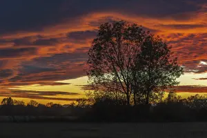 Evening Light In France Drucke: A beautiful sunset with a tree in the background