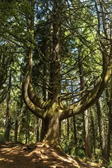 Wilderness Nature Photography Drucke: Beautiful tree on the path at the beginning of Levada do Caldeirao Verde