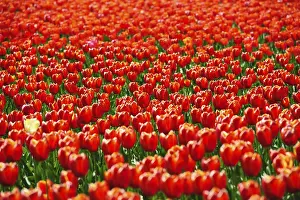 Decorative Tulips Drucke: Beautiful tulips fields during the springtime
