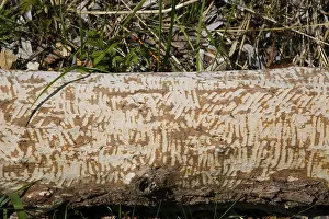 Nature Conservation Germany Drucke: Beaver bite, beaver damage, tree trunk