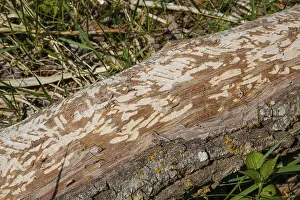 Beaver Damage Germany Drucke: Beaver bite, beaver damage, tree trunk
