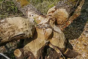 Beaver Damage Germany Drucke: Beaver bite, beaver damage, tree trunk