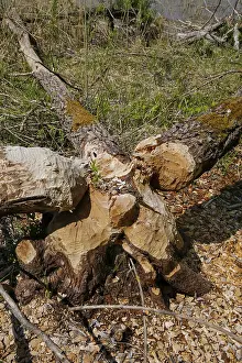 Ecofriendly Environment Protection Drucke: Beaver bite, beaver damage, tree trunk