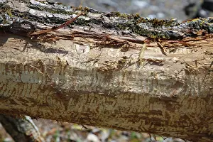 Nature Conservation Germany Drucke: Beaver bite, beaver damage, tree trunk