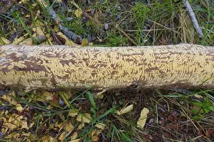 Nature Conservation Germany Drucke: Beaver bite, beaver damage, tree trunk