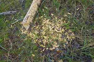 Nature Conservation Germany Drucke: Beaver bite, beaver damage, tree trunk