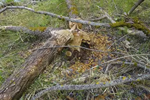 Beaver Damage Germany Drucke: Beaver bite, beaver damage, tree trunk