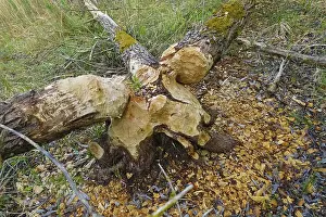 Nature Conservation Germany Drucke: Beaver bite, beaver damage, tree trunk