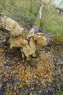 Nature Conservation Germany Drucke: Beaver bite, beaver damage, tree trunk
