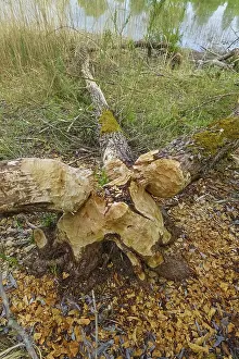 Nature Conservation Germany Drucke: Beaver bite, beaver damage, tree trunk