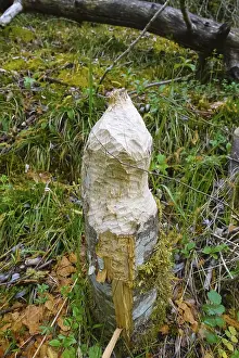 Nature Conservation Germany Drucke: Beaver bite, beaver damage, tree trunk