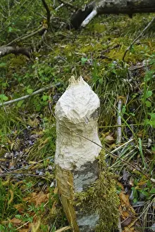Nature Conservation Germany Drucke: Beaver bite, beaver damage, tree trunk