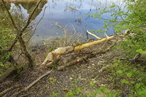 Nature Conservation Germany Drucke: Beaver bite, beaver damage, tree trunk