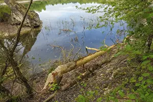 Nature Conservation Germany Drucke: Beaver bite, beaver damage, tree trunk