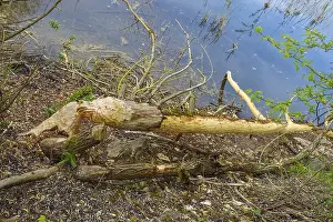 Environmental Protection Germany Drucke: Beaver bite, beaver damage, tree trunk