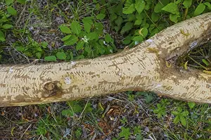Nature Conservation Germany Drucke: Beaver bite, beaver damage, tree trunk