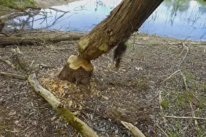 Nature Conservation Germany Drucke: Beaver bite, beaver damage, tree trunk
